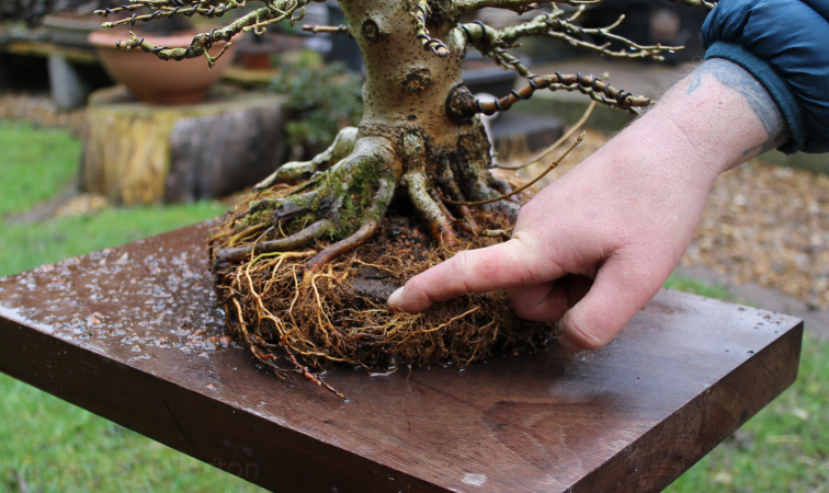 Roots Maple bonsai